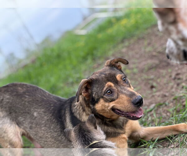 Medium Photo #18 Mutt Puppy For Sale in Brooklyn Center, MN, USA