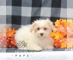 Small #1 Maltipoo