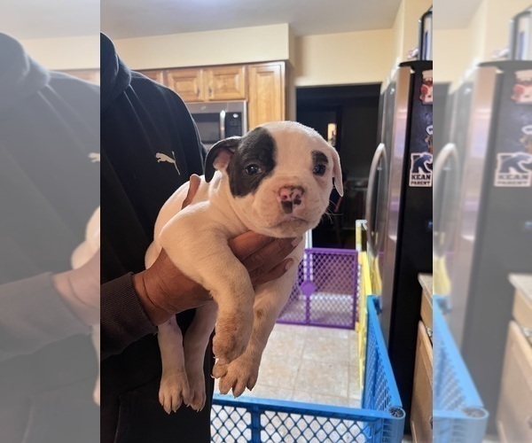 Medium Photo #1 American Bulldog Puppy For Sale in WOODBURY, NJ, USA