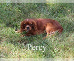 Small #16 Cavalier King Charles Spaniel
