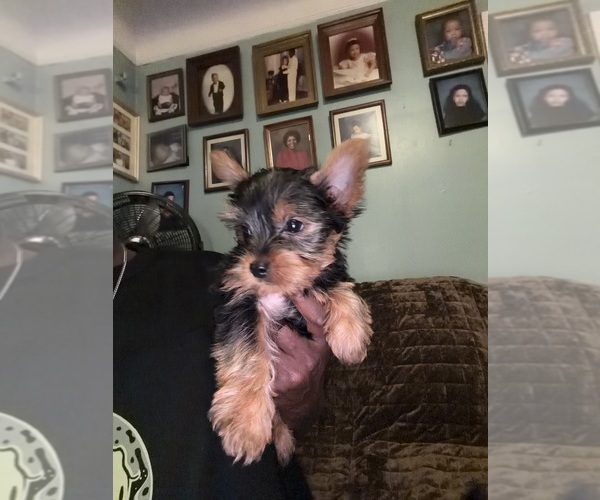 Medium Photo #3 Yorkshire Terrier Puppy For Sale in DETROIT, MI, USA