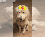 Small Photo #1 Goldendoodle Puppy For Sale in TROY, IL, USA