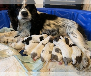 Mother of the Cocker Spaniel puppies born on 09/01/2019