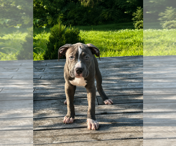 Medium Photo #9 American Bully Puppy For Sale in RICHMOND, VA, USA