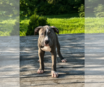 Puppy Clyde American Bully
