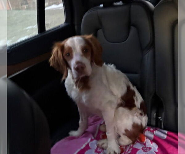 Medium Photo #5 Brittany Puppy For Sale in Curwensville, PA, USA