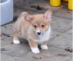 Small #2 Pembroke Welsh Corgi