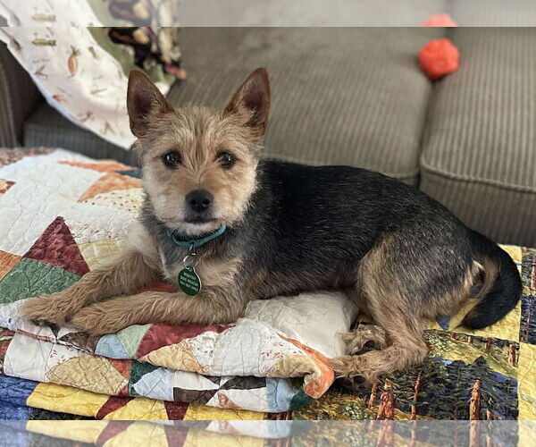 Medium Photo #4 Cairn Terrier Puppy For Sale in Arlington, VA, USA