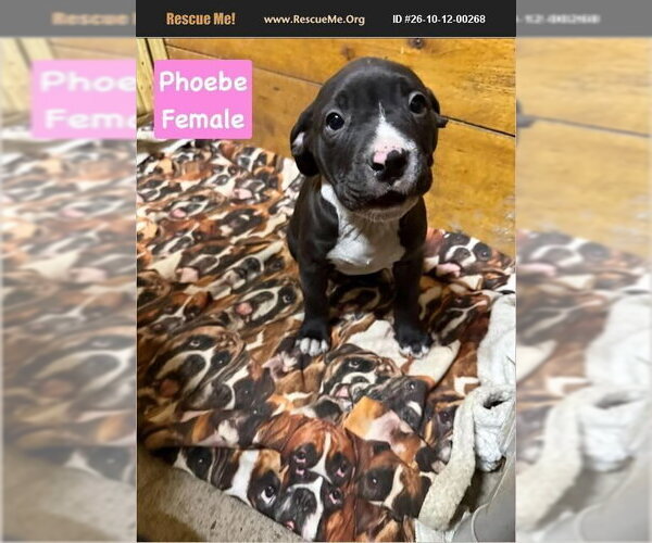 Medium Photo #1 American Pit Bull Terrier Puppy For Sale in Benton, PA, USA
