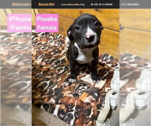 Phoebe - Female American Pit Bull Terrier Dog for Adoption