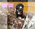 Phoebe - Female American Pit Bull Terrier Dog for Adoption - Small photo