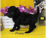 Small Photo #11 Cavapoo Puppy For Sale in CHANUTE, KS, USA