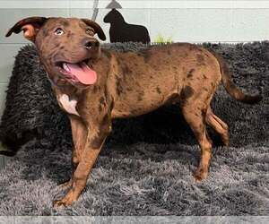 Catahoula Leopard Dog-Unknown Mix Dogs for adoption in Pryor, OK, USA