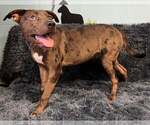 Small Catahoula Leopard Dog Mix