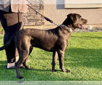 Small #2 Labrador Retriever Mix