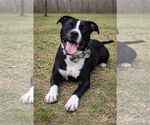 Small American Staffordshire Terrier