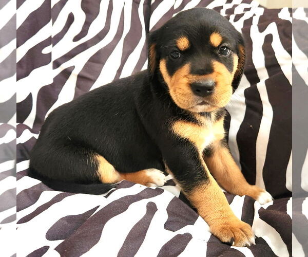 Medium Photo #1 Beagle-Unknown Mix Puppy For Sale in Dunnellon, FL, USA