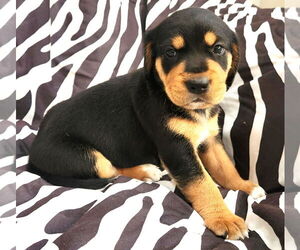 Beagle-Unknown Mix Dogs for adoption in Dunnellon, FL, USA