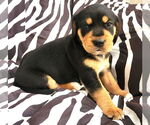 Small Beagle Mix