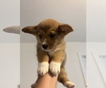 Small #1 Pembroke Welsh Corgi
