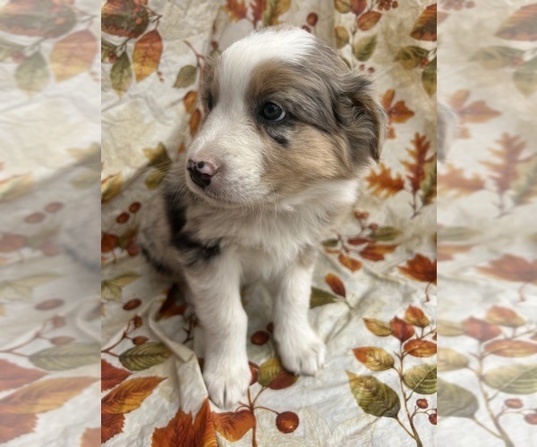 Medium Photo #4 Australian Shepherd Puppy For Sale in COTOPAXI, CO, USA