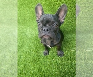 French Bulldog Puppy for sale in ORLANDO, FL, USA