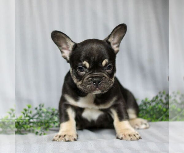 Medium Photo #2 French Bulldog Puppy For Sale in HONEY BROOK, PA, USA