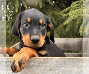 Rottweiler Puppy for sale in MIDDLEBURY, IN, USA