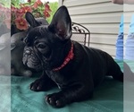 Small #5 French Bulldog