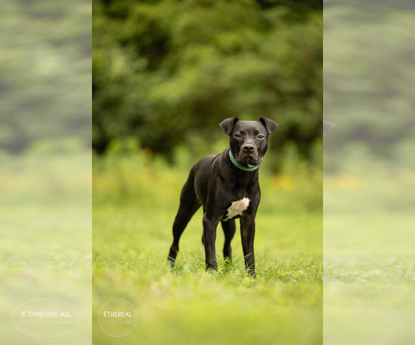 Medium Photo #6 American Pit Bull Terrier-Unknown Mix Puppy For Sale in Raleigh, NC, USA