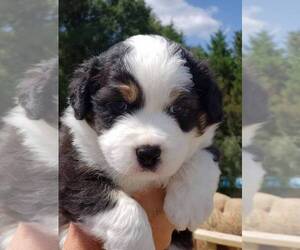 Australian Shepherd Puppy for sale in SPRINGVILLE, AL, USA