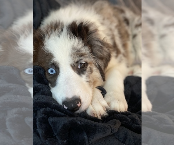 Medium Photo #7 Border Collie Puppy For Sale in EVERETT, WA, USA