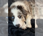 Small Photo #7 Border Collie Puppy For Sale in EVERETT, WA, USA