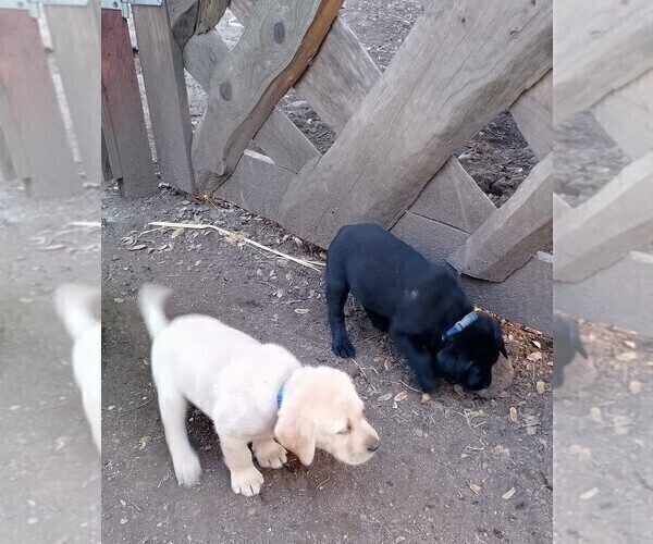 Medium Photo #34 Labrador Retriever Puppy For Sale in IONE, CA, USA