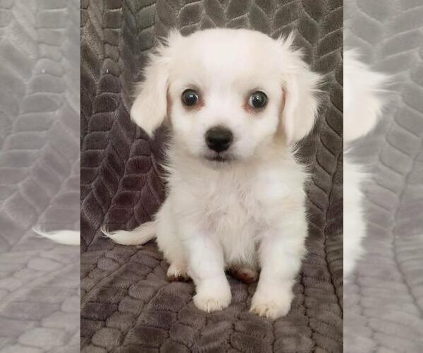 Medium Photo #1 Havallon Puppy For Sale in STATEN ISLAND, NY, USA