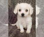 Small Photo #1 Havallon Puppy For Sale in STATEN ISLAND, NY, USA