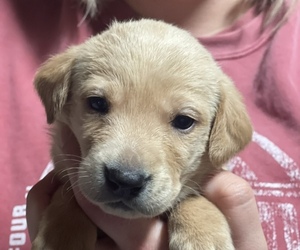 Medium Labrador Retriever