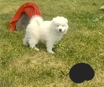 Puppy 2 Samoyed