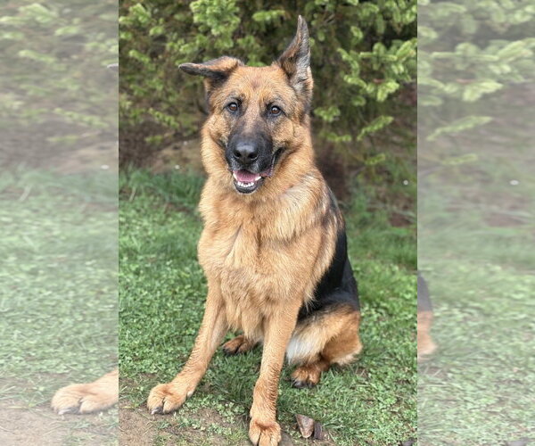 Medium Photo #3 German Shepherd Dog Puppy For Sale in Spring Lake, NJ, USA