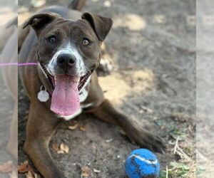 Mutt Dogs for adoption in Aurora, CO, USA