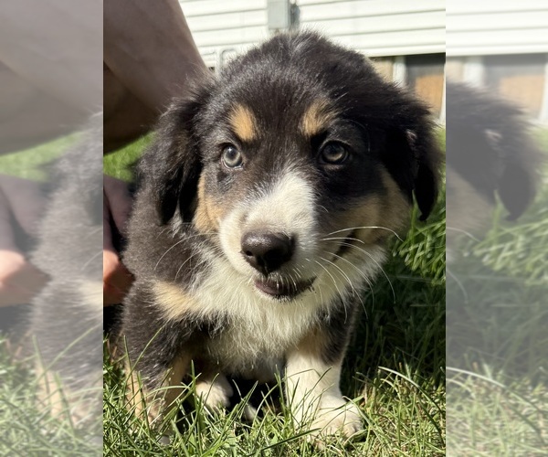 Medium Photo #16 Australian Shepherd Puppy For Sale in CHESTERFIELD TOWNSHIP, MI, USA