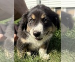 Small #15 Australian Shepherd