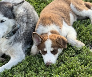 Australian Shepherd-Siberian Husky Mix Puppy for sale in KNOB NOSTER, MO, USA