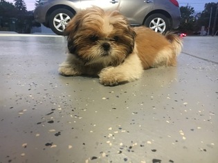 Shih Tzu Dogs for adoption in CLEVELAND, OH, USA