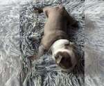 Small Photo #12 Boston Terrier Puppy For Sale in GONIC, NH, USA
