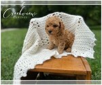 Small Photo #5 Poodle (Toy) Puppy For Sale in NIANGUA, MO, USA