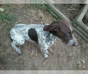 Father of the German Shorthaired Pointer puppies born on 06/07/2020