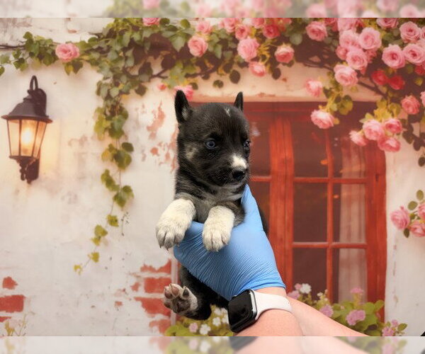 Medium Photo #1 Mutt Puppy For Sale in San Bernardino, CA, USA