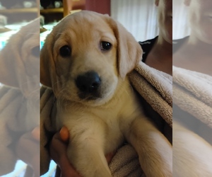 Labrador Retriever Puppy for sale in COVENTRY, CT, USA
