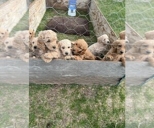 Double Doodle Puppy for sale in TWIN FALLS, ID, USA